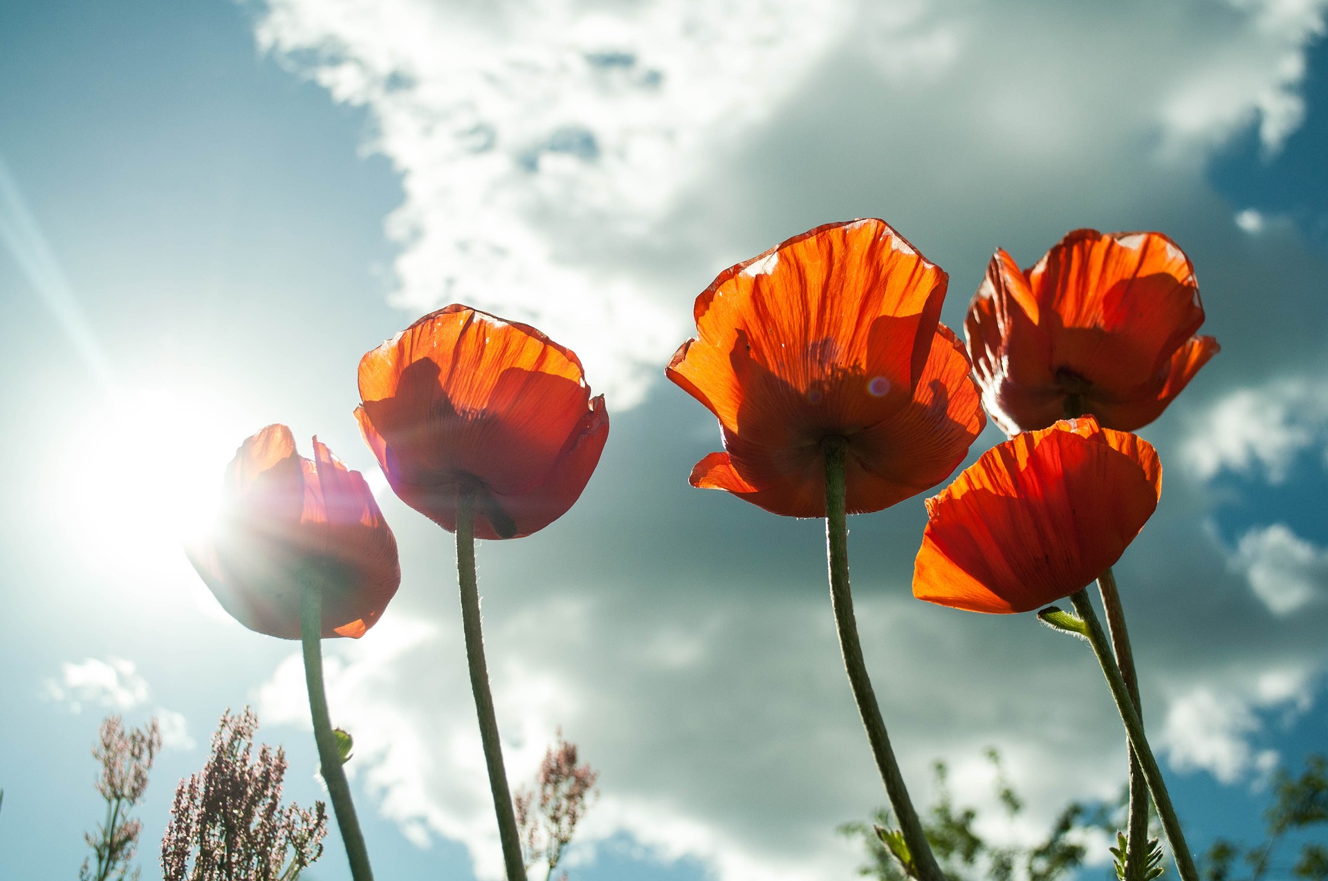 mohnblumen-blumen-sonnenlicht-sonne-399409 Visual
